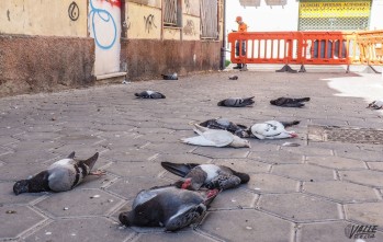 Los animales han aparecido muertos esta mañana.