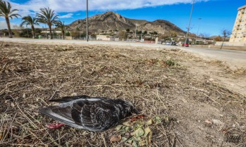 Imagen de una paloma de las que ha aparecido muerta | J.C.
