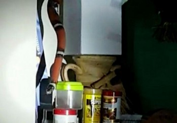 Una serpiente de metro y medio se cuela en una vivienda de la calle Cuba