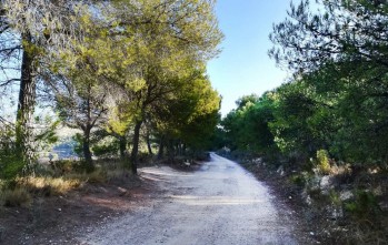 La masificación de coches provoca el cierre al tráfico del camino de Catí a Catxuli