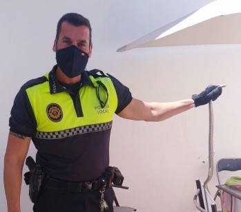 La Policía Local caza una serpiente en Elda
