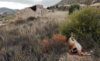 El arruí apareció decapitado.