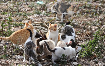 En la feria se animará a adoptar animales y a no comprarlos | J.C.