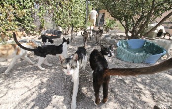 Cientos de animales se encuentran en el albergue | Jesús Cruces.